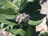  Giant Milkweed - Calotropis procera 