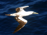 Masked Booby - Sula dactylatra