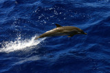 Striped Dolphin - Stenella coeruleoalba
