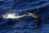 Striped Dolphin - Stenella coeruleoalba