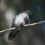 Blue-headed Hummingbird - Cyanophaia bicolor (female)