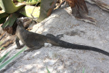 Lesser Antillean Iguana - Iguana delicatissima