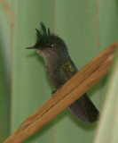 Antillean Crested Hummingbird - Orthorhyncus cristatus