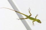 Emerald Anole - Anolis evermanni