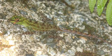 Emerald Anole - Anolis evermanni (juvenile)