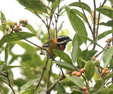 Puerto Rican Spindalis - Spindalis portoricensis