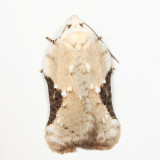 3517 - Bent-wing Acleris - Acleris subnivana