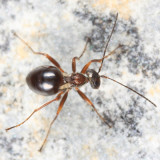 Cynipini