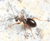 Cynipini