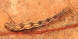7474 - Common Eupithecia - Eupithecia miserulata