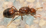 Fire Ant (queen) - Solenopsis invicta