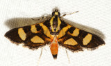 5284 - Red-waisted Florella Moth - Syngamia florella