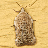 3517 - Bent-wing Acleris - Acleris subnivana