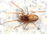 Pachygnatha tristriata