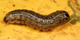 10524 - Bronzed Cutworm - Nephelodes minians