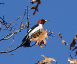 Red-headed Woodpecker - Melanerpes erythrocephalus