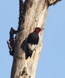 Red-headed Woodpecker - Melanerpes erythrocephalus