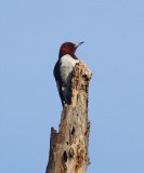 Red-headed Woodpecker - Melanerpes erythrocephalus