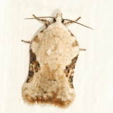 3517 - Bent-wing Acleris - Acleris subnivana