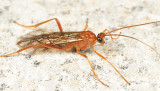 Macrocentrinae - Macrocentrus sp.?