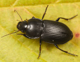 Anisodactylus harrisii