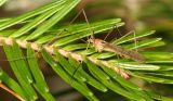 Cladura flavoferruginea