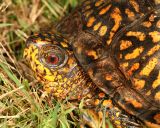 Eastern Box Turtle - Terrapene carolina