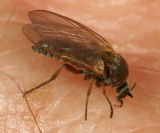  Black Fly (Simuliidae)