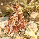 Eastern Comma - Polygonia comma