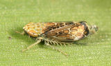Leafhoppers genus Latalus
