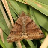 8738 - Clover Looper (Caenurgina crassiuscula)