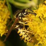 Vespula vidua (Ground Hornet)