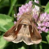 Plusiinae through Agaristinae Moths  8880 - 9324