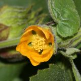 Indian Mallow - Abutilon theophrasti
