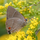  White M Hairstreak - Parrhasius m-album