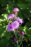 New England Blazing Star - Liatris scariosa var. novae-angliae