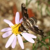 Exoprosopa fascipennis