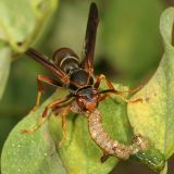 Northern Paper Wasp - Polistes fuscatus (eating a caterpillar)