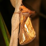 8952 -- Connected Looper Moth -- Plusia contexta