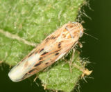 Leafhoppers genus  Balclutha