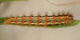 9280 - Cattail Caterpillar Moth  - Simyra insularis