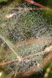 Misty spider web and spider
