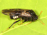 Cimbex americana (Elm Sawfly)