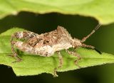 Merocoris distinctus