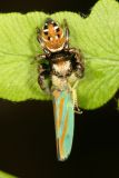 Phidippus clarus (immature)