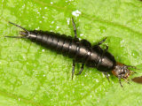 False Bombardier Beetle larva - Galerita sp.