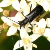 Grammoptera subargentata