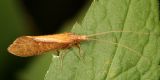 Caddisfly family - Thremmatidae