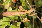 Chinese Mantid - Tenodera aridifolia