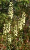 Silverrod - Solidago bicolor